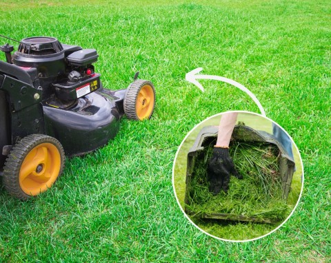 Mulczowanie trawy. Na czym polega mulczowanie trawnika i dlaczego to bardzo ważny zabieg?