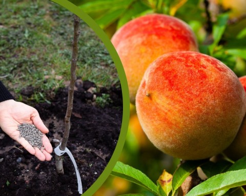 Zadbaj o glebę jesienią, a brzoskwinia będzie szczodrze owocować. Jak przygotować ziemię pod brzoskwinie?