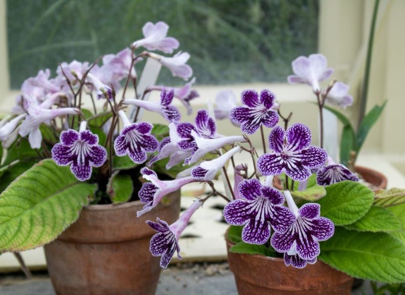 Skrętniki zdobią rozety liści i lejkowate kwiaty.