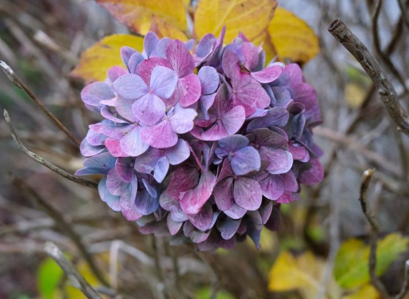 Hortensje ogrodowe zabezpieczamy na zimę w listopadzie.
