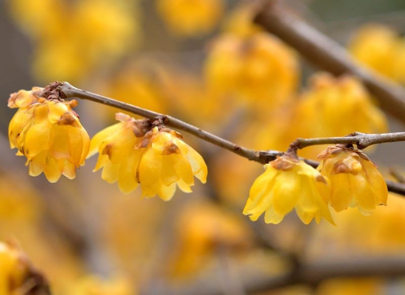 Kwiaty zimokwiatu mają odurzający, nieco słodkawy zapach.