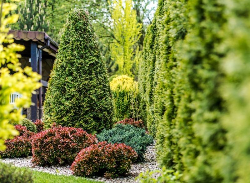 Przestrzeń wokół żywopłotu można ciekawie zaaranżować.