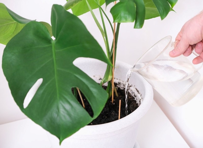 jak pielęgnować monsterę