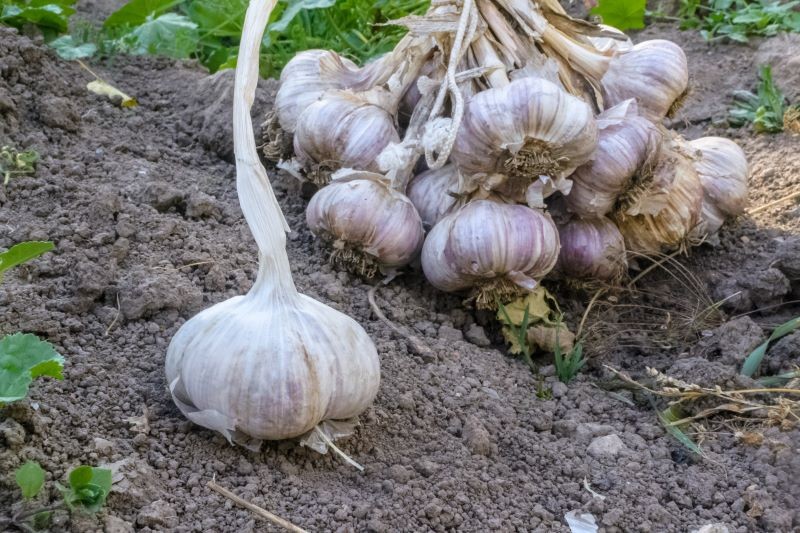 Naturalny nawóz zagwarantuje obfity plon czosnku.