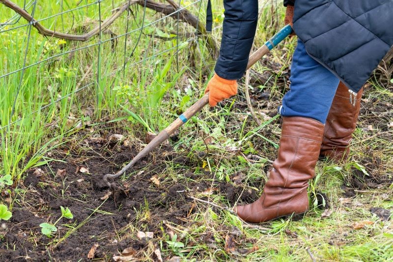 Jesienią w większości polskich ogródków jest lekko lub silnie zakwaszona gleba.