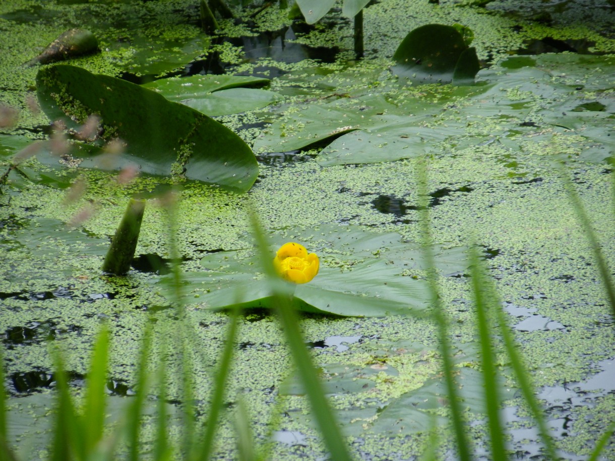 Pozostałe, Arboretum w Gołuchowie - Park i zabudowania cz 1 - Gołuchów 