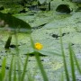 Pozostałe, Arboretum w Gołuchowie - Park i zabudowania cz 1 - Gołuchów 