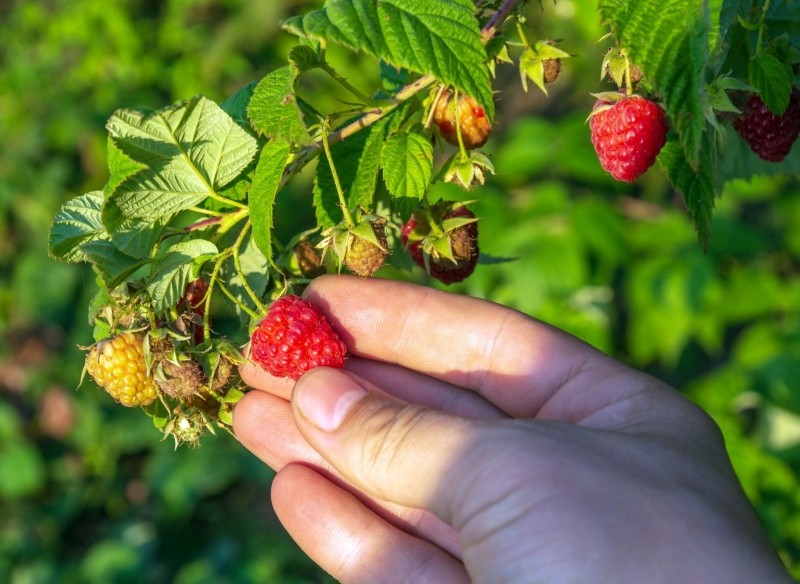 naturalne nawozy do malin