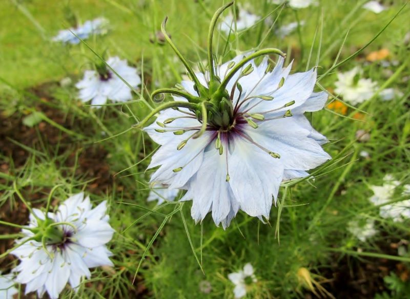 Czarnuszki siewnej nie trzeba często podlewać.