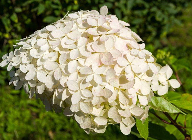 hortensja