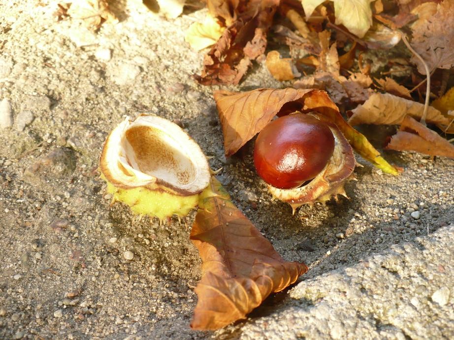 Pozostałe, Koronkowe drobiazgi .......i październikowe jesienne fotki...... - ...............i kasztany...............