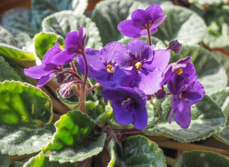 jak dbać o fiołka afrykańskiego w zimie