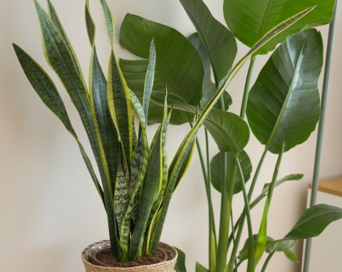 Kup w aptece i przygotuj odżywczą mieszankę. Uratujesz nawet najbardziej zmarnowane rośliny