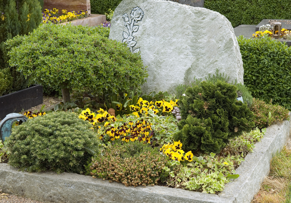 rośliny zimozielone na cmentarz