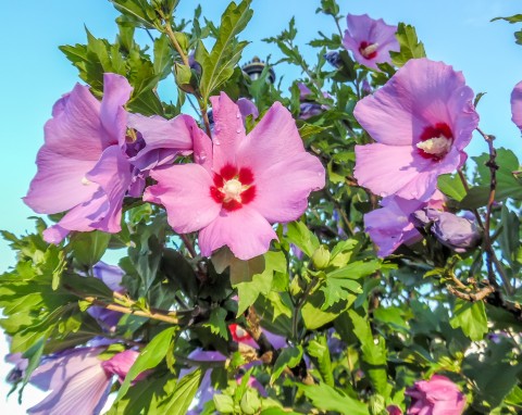 Nawożenie hibiskusa ogrodowego w czerwcu. Przygotuj go na długie kwitnienie