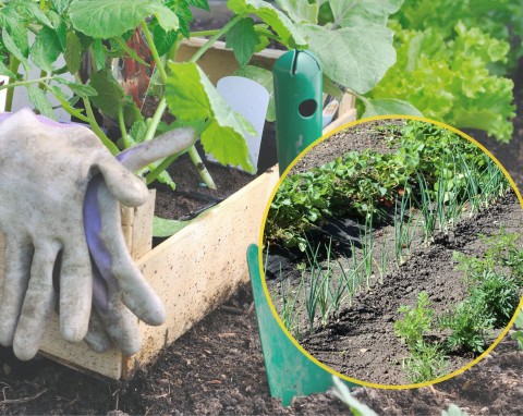 Sadzenie warzyw ciepłolubnych po ostatnich przymrozkach. Czym podlewać i nawozić sadzonki?