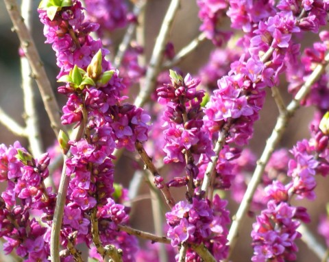Krzewy kwitnące zimą w ogrodzie. Warto je mieć, bo tworzą niepowtarzalny klimat