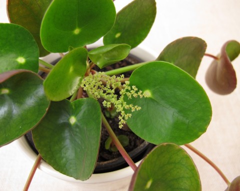 Pilea (Pilea)