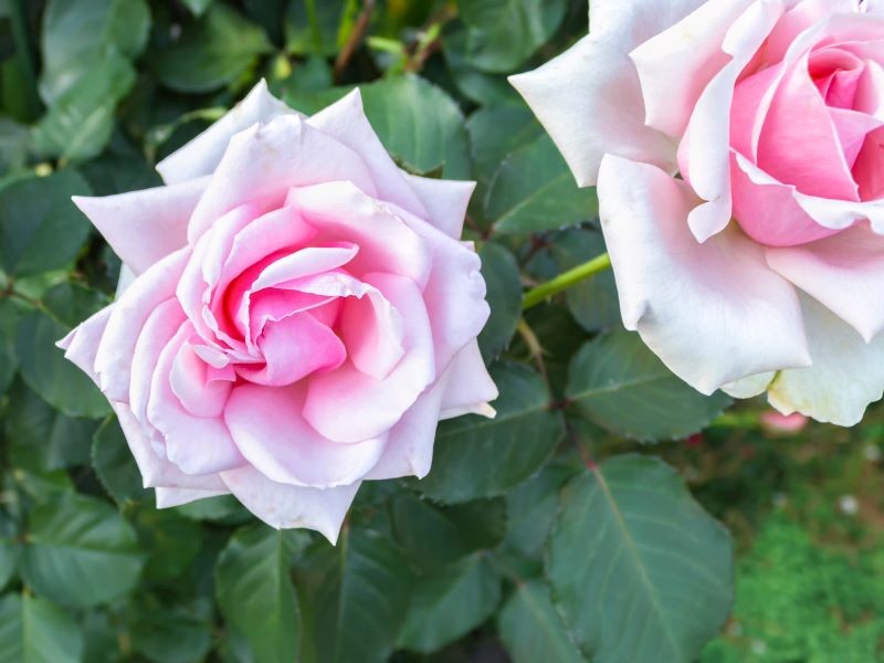 Jakie róże sadzić w październiku? Kilka odmian zasługuje na szczególną uwagę.