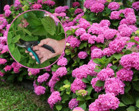 Jak przedłużyć kwitnienie hortensji? Skorzystaj z porad doświadczonej ogrodniczki