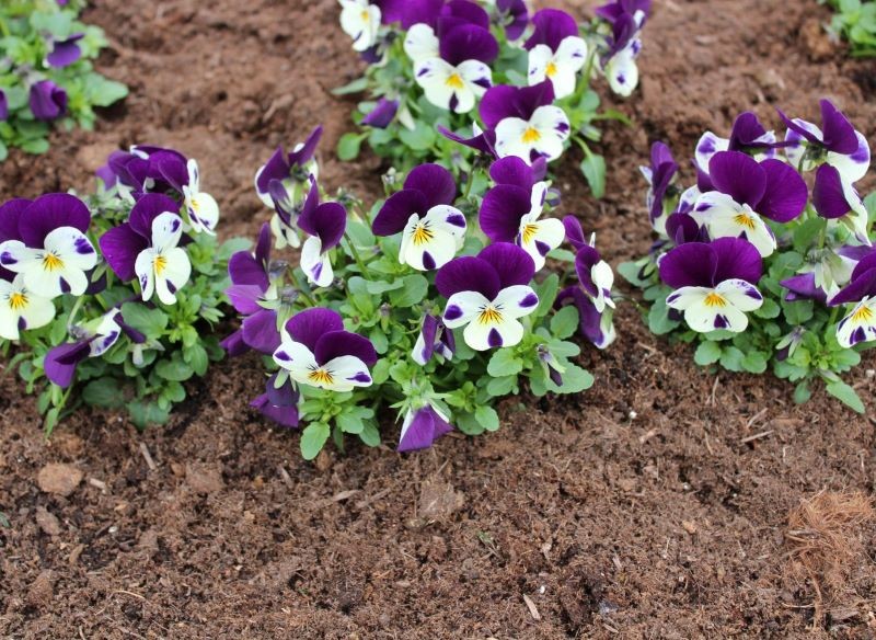 Bratki są w stanie przetrwać lekkie przymrozki.