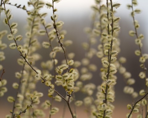 Wierzba purpurowa (Salix purpurea)