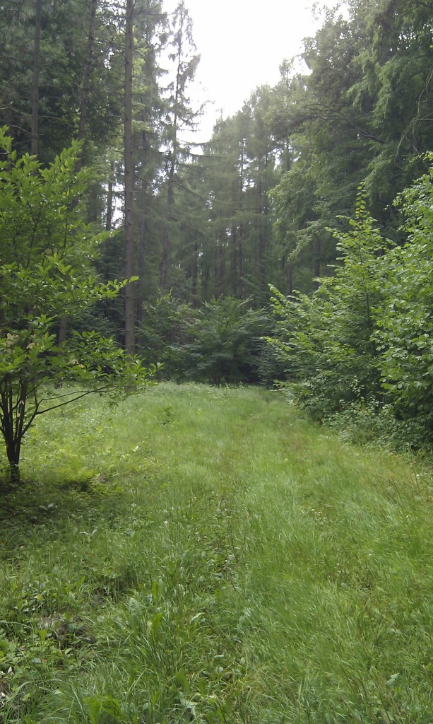 Pozostałe, Przyroda...rośliny....wypoczynek - ....