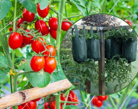 Zaoszczędzisz miejsce i zyskasz pyszne warzywa. Jak uprawiać pomidory „do góry nogami”