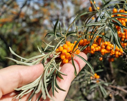 Złoty skarb w ogrodzie. Jak zbierać i przechowywać rokitnik?