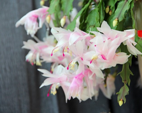 Grudnik może żyć nawet 100 lat, ale z drobną pomocą. Będzie kwitł bujnie i regularnie