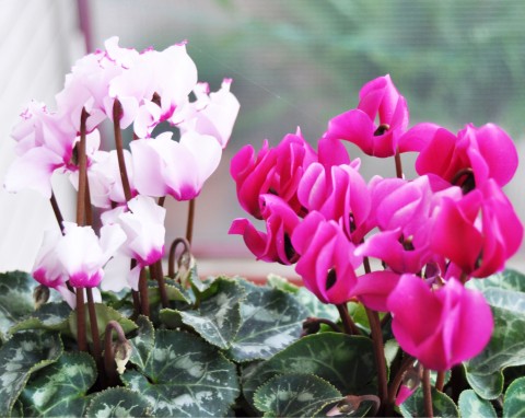 Kwitnienie cyklamenów można przedłużyć. Zastosuj białkową odżywkę, która wzmacnia roślinę