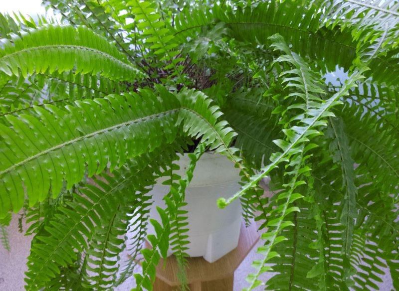 Dzięki nawozom paprotka może być znów bujna i zielona.