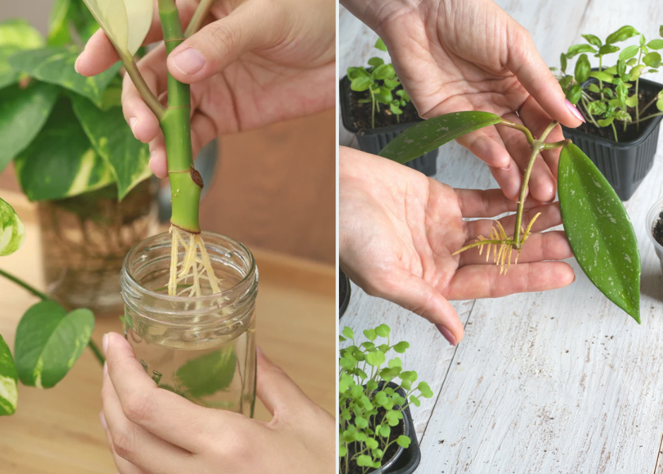 ukorzenianie roślin