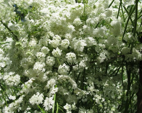 Biedrzeniec anyż (Pimpinella anisum)