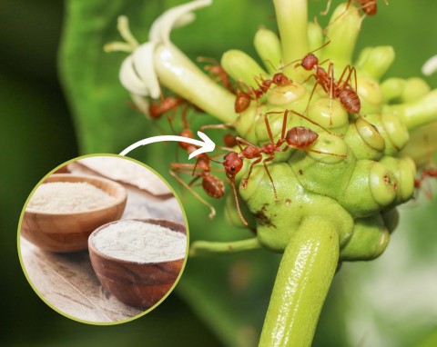 Mrówki obgryzają liście roślin, wyjadają nasiona? Genialna metoda na pozbycie się mrówek z ogrodu