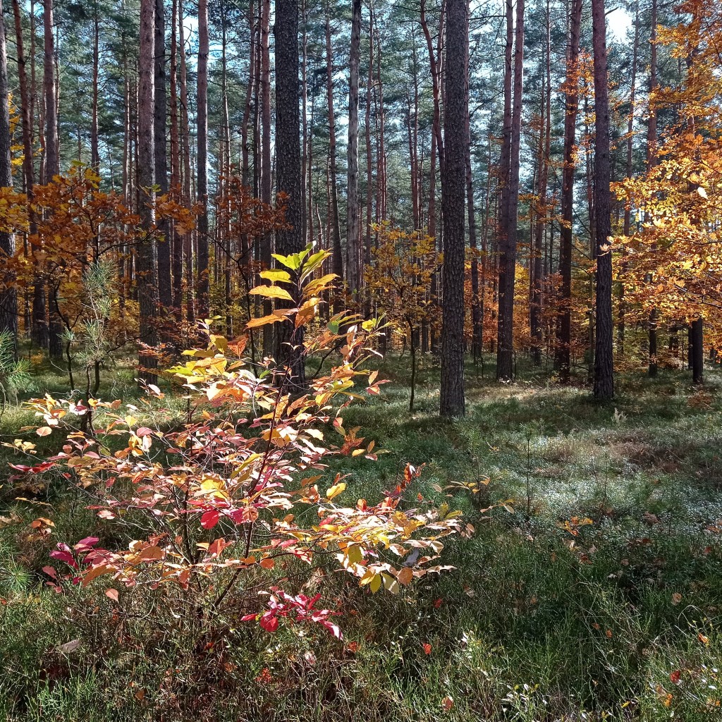 Leśne klimaty, Jesienny las