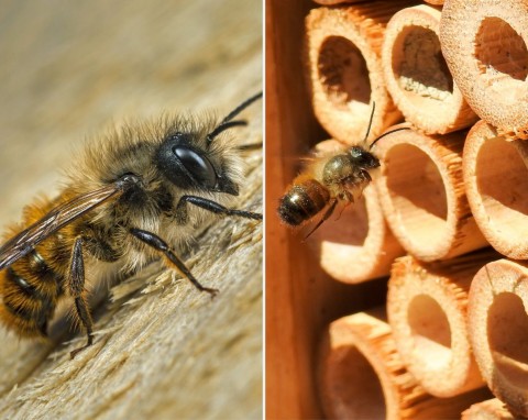 Pszczoła murarka – dlaczego warto ją mieć w ogrodzie? Jak hodować pszczołę murarkę?