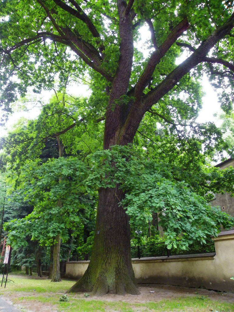 Pozostałe, Arboretum w Gołuchowie - Park i zabudowania cz 1 - Gołuchów