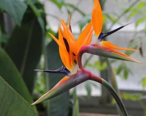 Strelicja królewska (Strelitzia reginae)