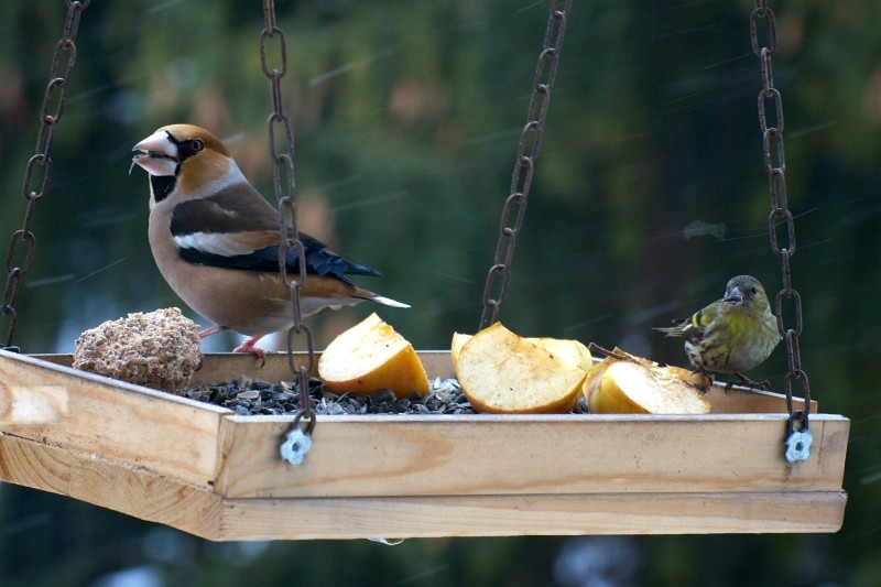 czym dokarmiać ptaki