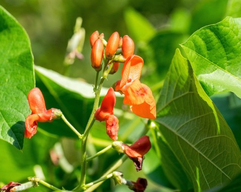 Fasola wielokwiatowa (Phaseolus coccineus)