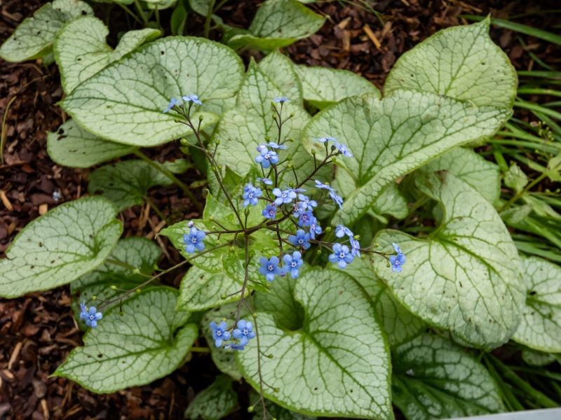 Brunnera wielkolistna zachwyca dekoracyjnymi liśćmi i delikatnymi kwiatami.