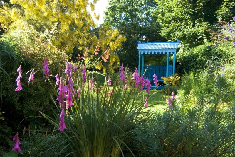 dierama