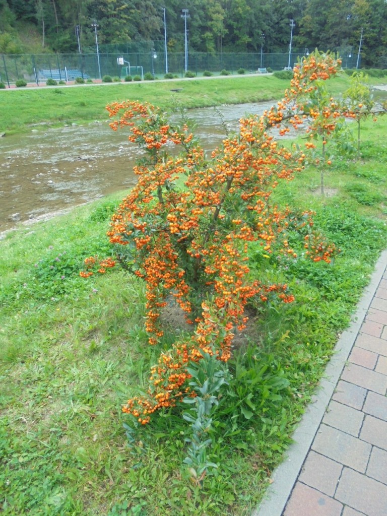 Pozostałe, PIERWSZE  JESIENNE  DNI - I część - PROMENADA NAD GRAJCARKIEM