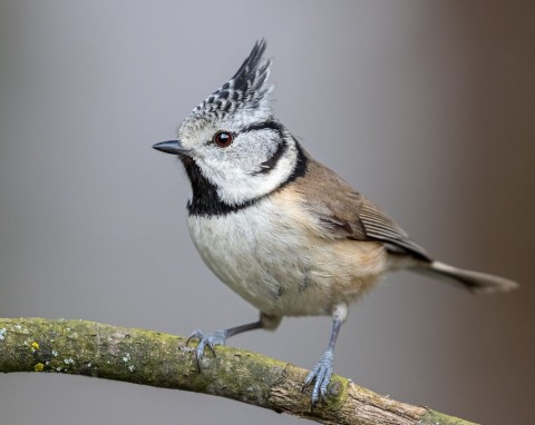 Sikorka z pięknym czubem występuje tylko w Europie. Jak masz szczęście, przyleci do karmnika