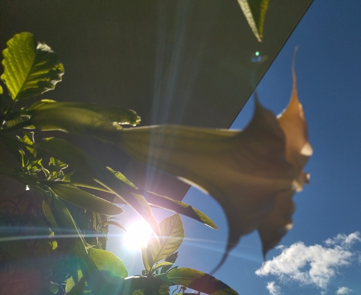 Rośliny, Jesienna galeria..... - ....................i datura..............