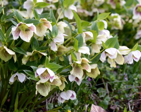 Niektóre ciemierniki zaczynają kwitnąć już w listopadzie. Jak o nie dbać, żeby długo zachwycały?