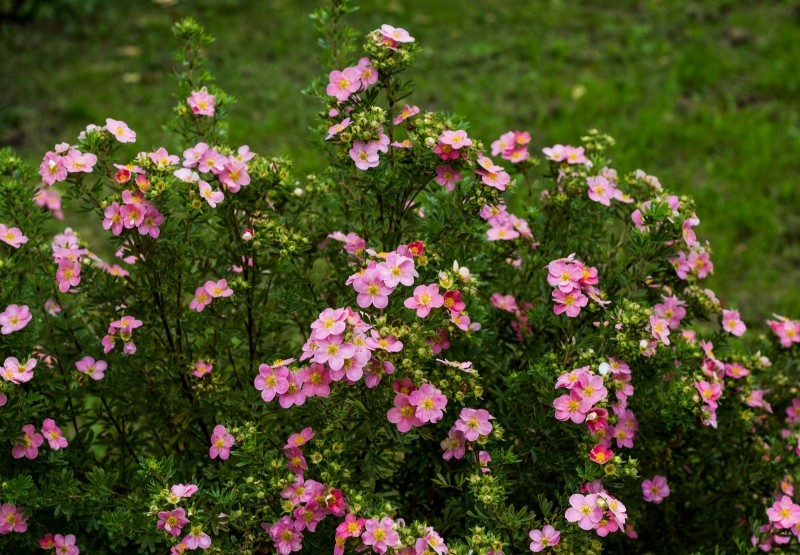 długo kwitnące krzewy 