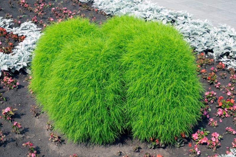 Mietelnk żakula przypomina iglaka i przez większość sezonu jest soczyście zielony.