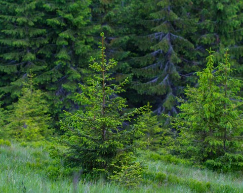 Sosna zwyczajna (Pinus silvestris)